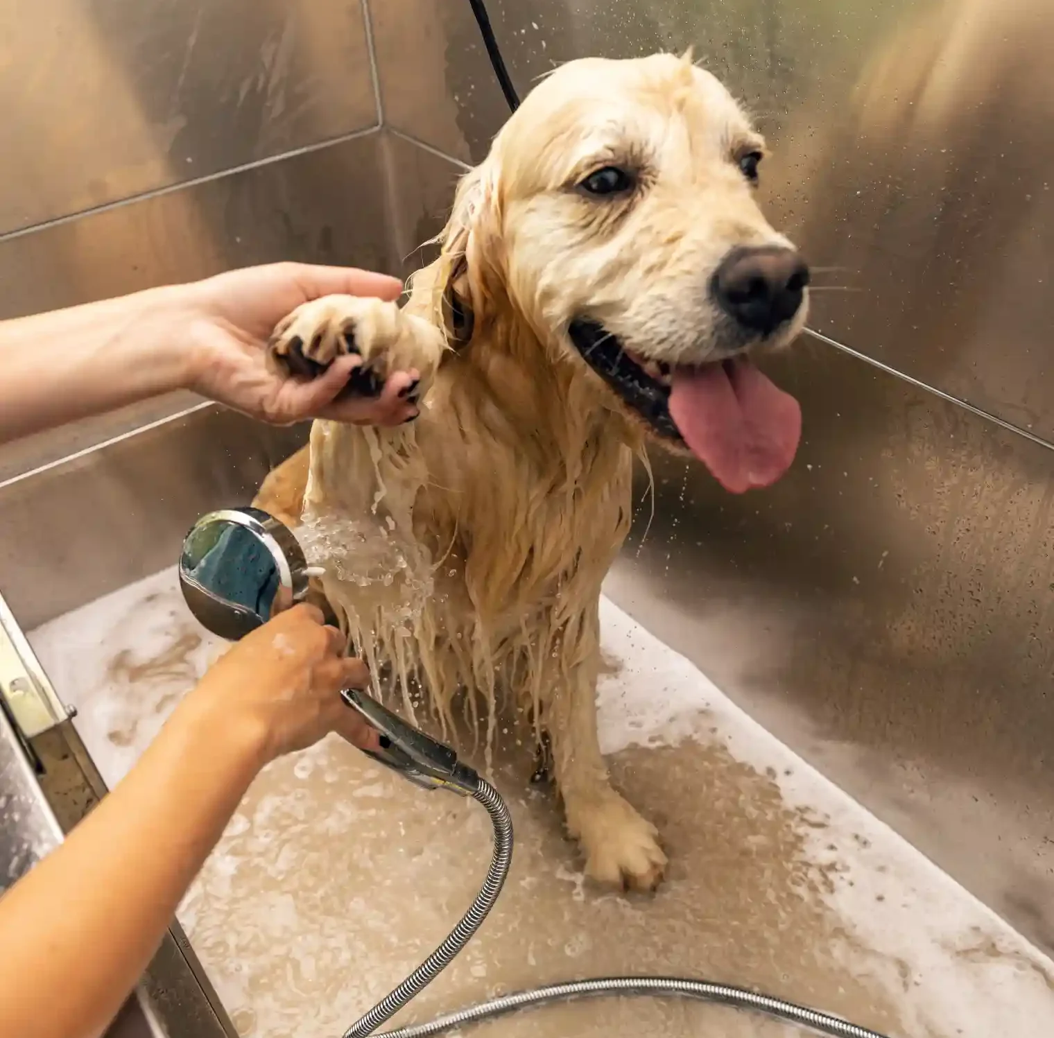 Self-Service Dog Wash in SF