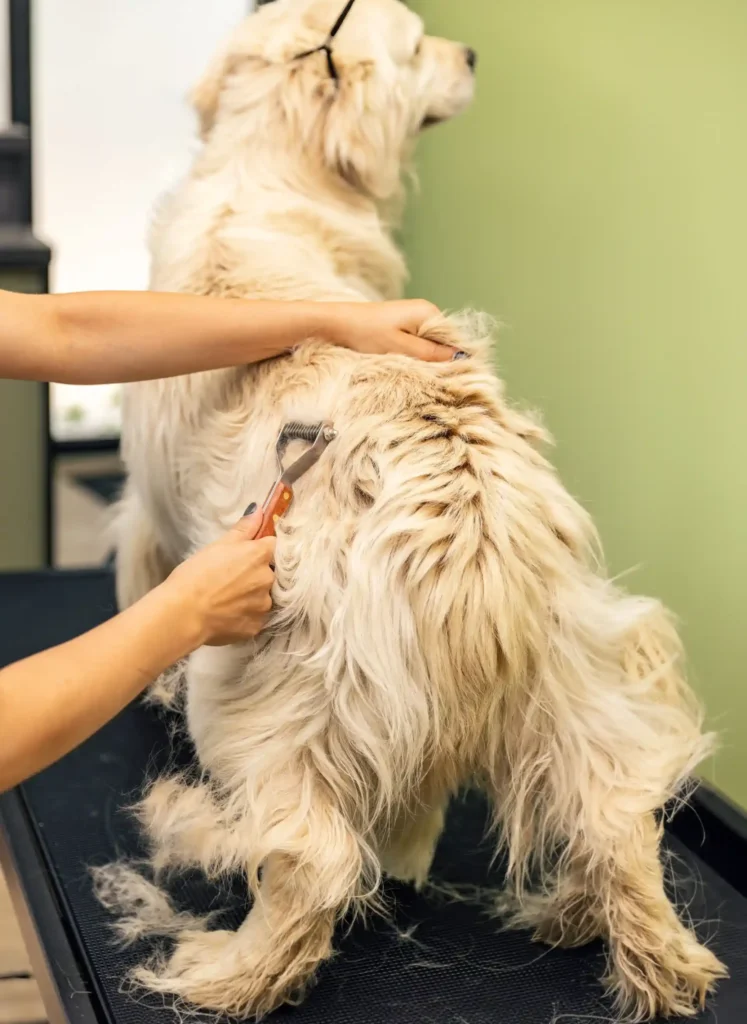 dog deshedding